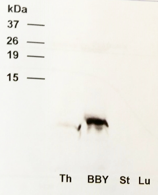 Western blot using anti-PsbTn antibodies